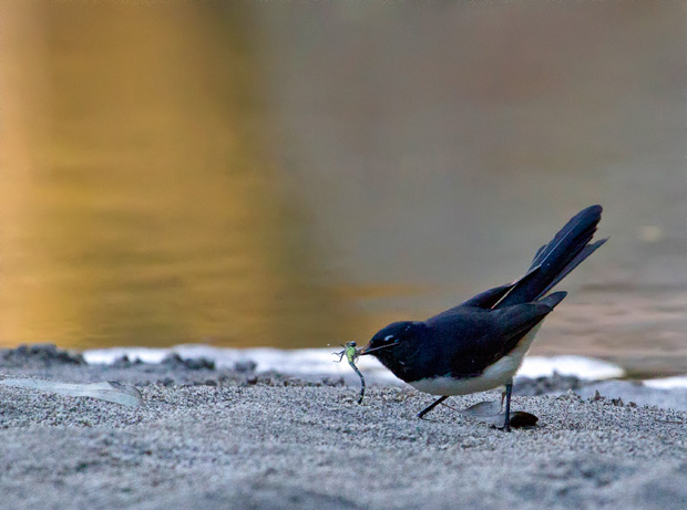 Wagtail with captured dragonfly, Carnarvon Creek. Photo R. Ashdown.