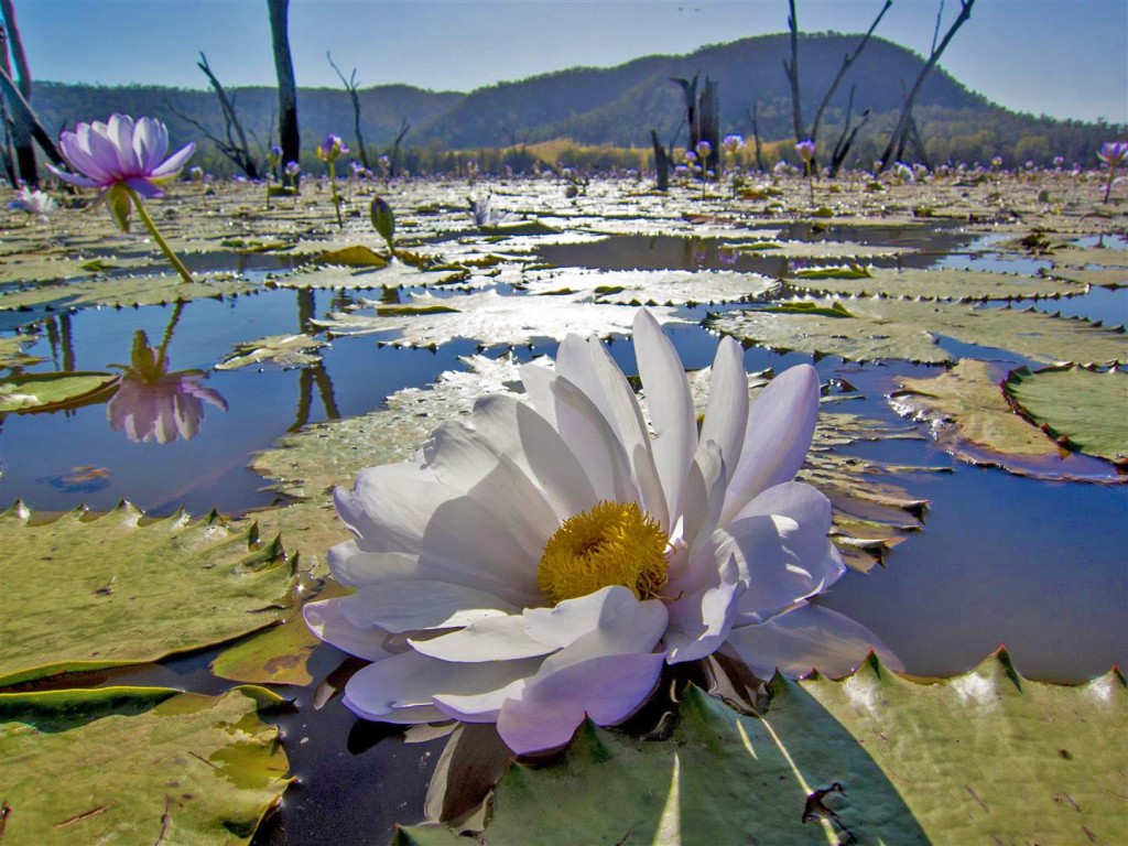 The Giant Water Lily   CQSB May 13 RA 615 1024x768 