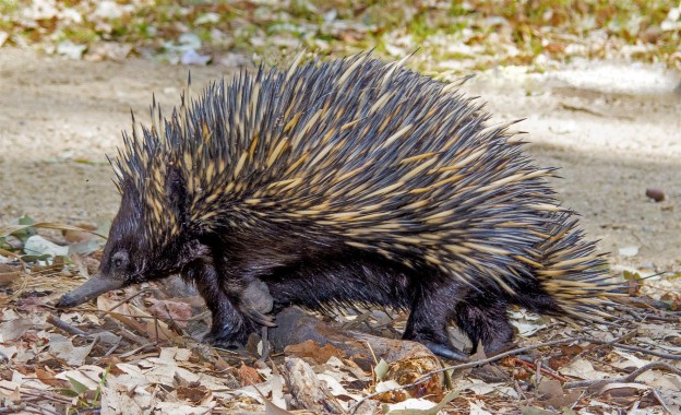 The Echidna — spikes and spurs