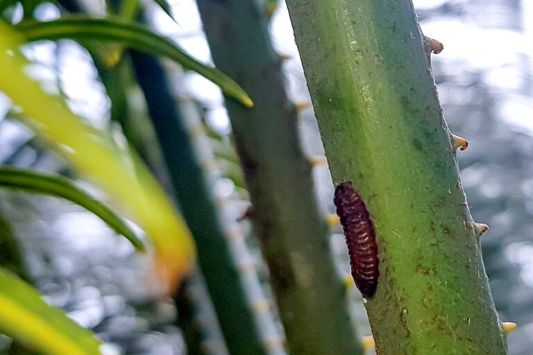 cycad moth