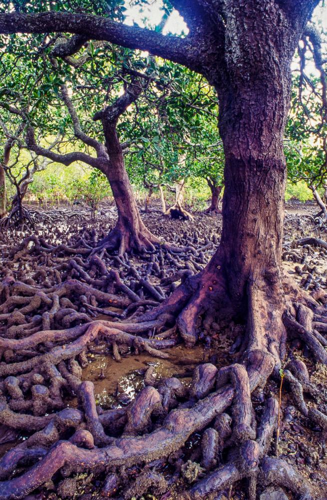 The knobbly knees of Orange mangroves, Coochiemudlo Island.