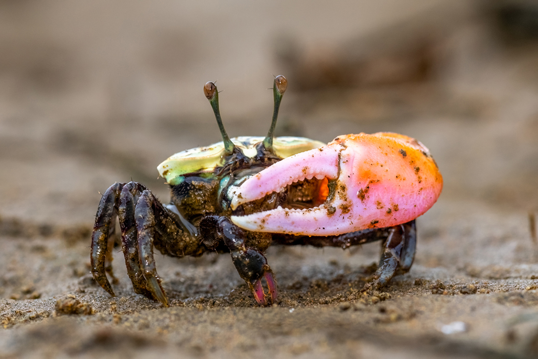 Pink-clawed Fiddler Crab, Nudgee Beach, Brisbane