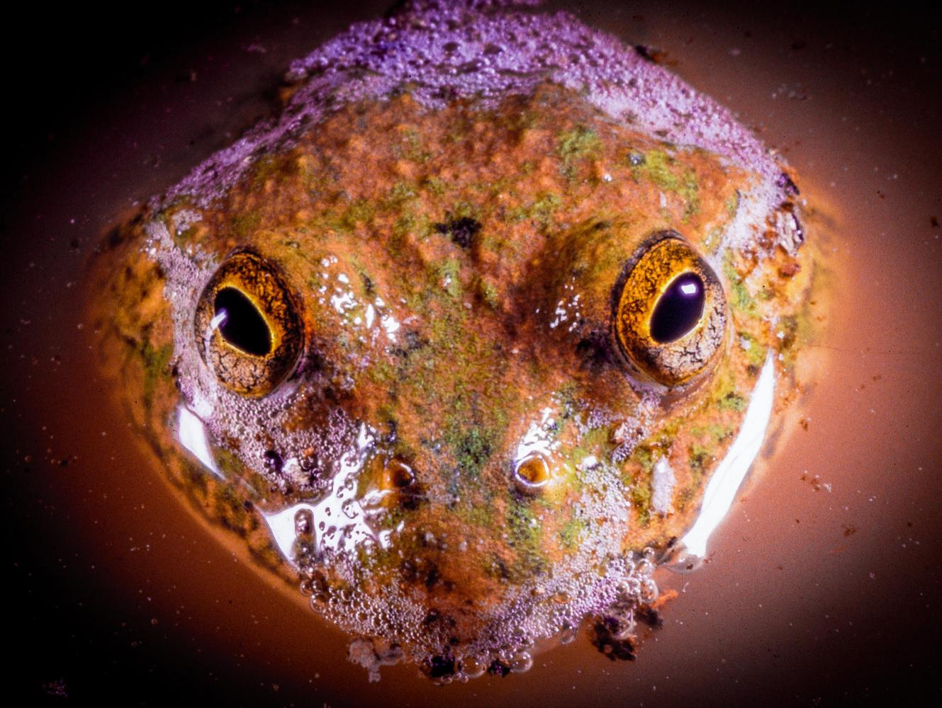 The completely aquatic Water-holding Frog (<i>Cyclorana platycephala</i>).