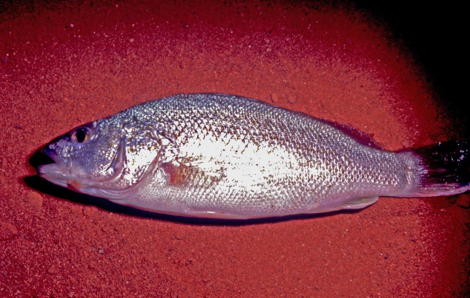 Bony Bream, once isolated in waterholes, can move great distances in floodwaters.