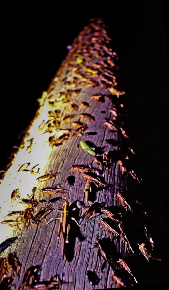 The town's lights attract swarms of insects.