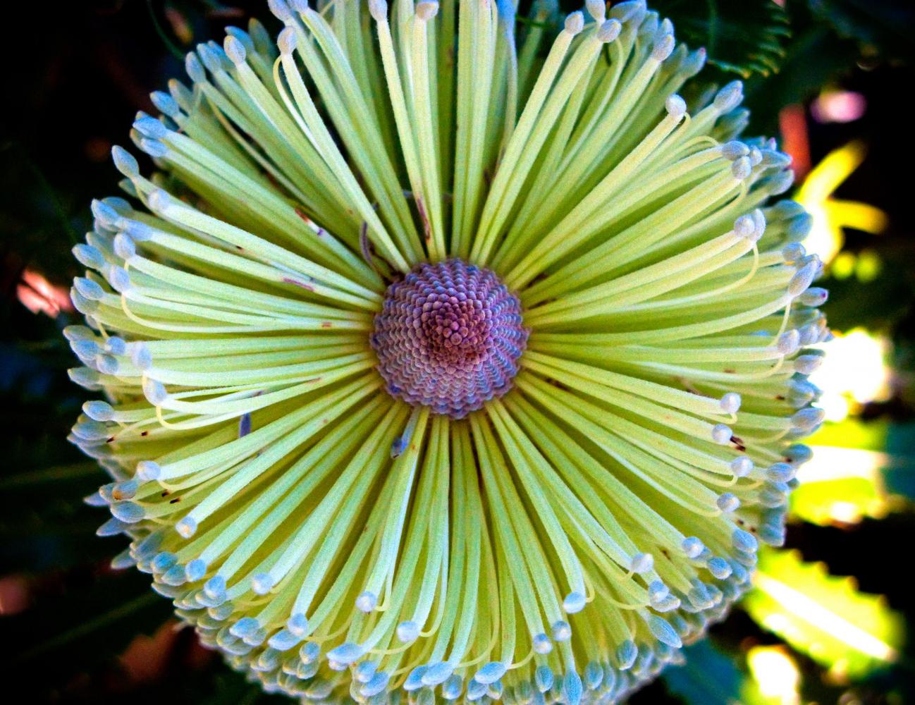 Banksia flower. Cooloola heath scrub.