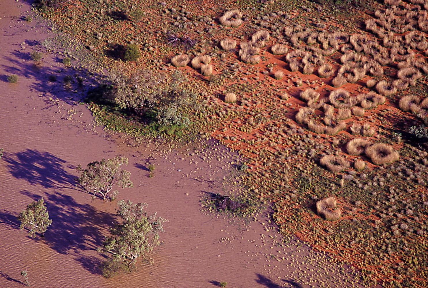 The edge of the floodwaters. Isolated gums and spinifex circles.