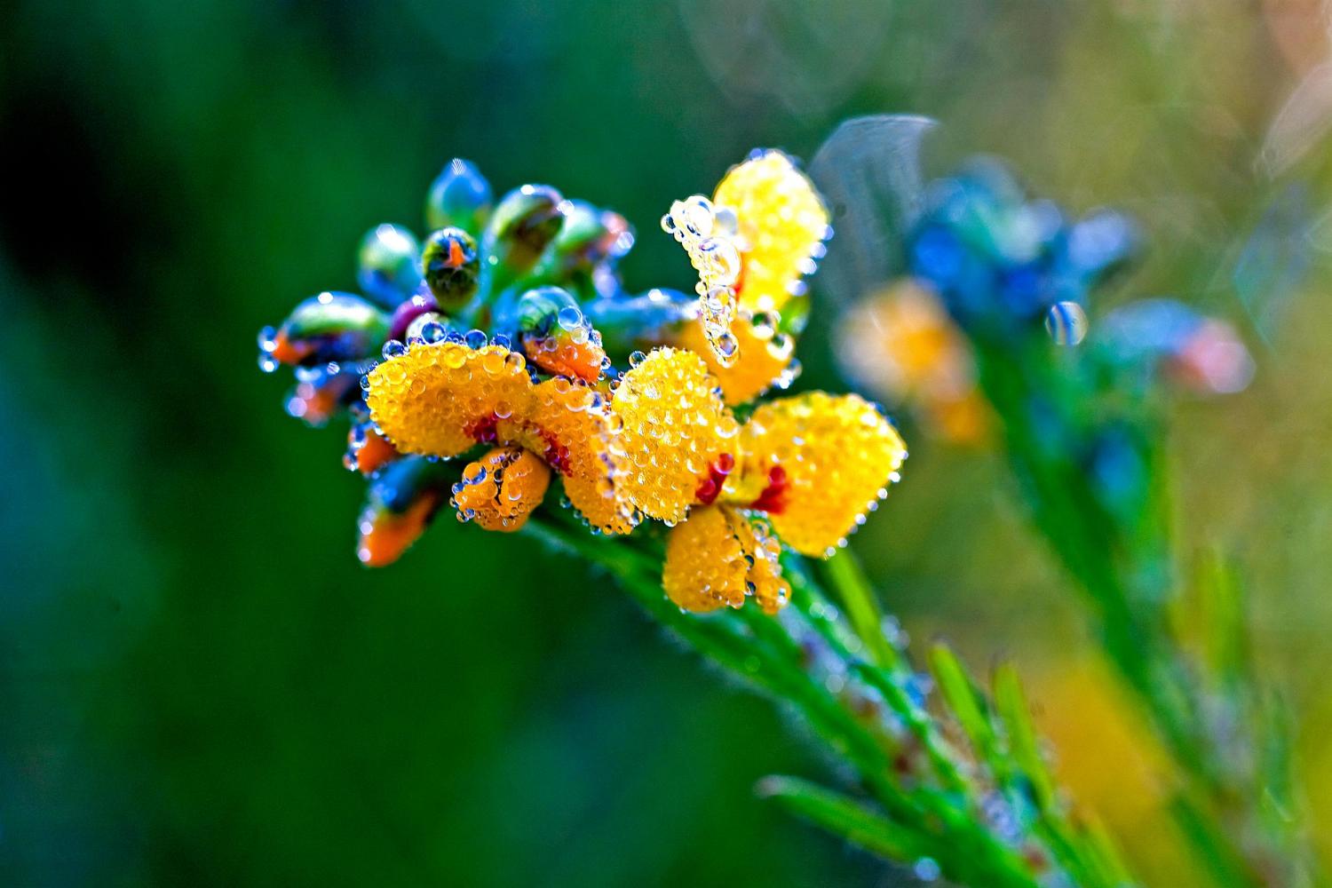 Heath flower, Cooloola National Park.