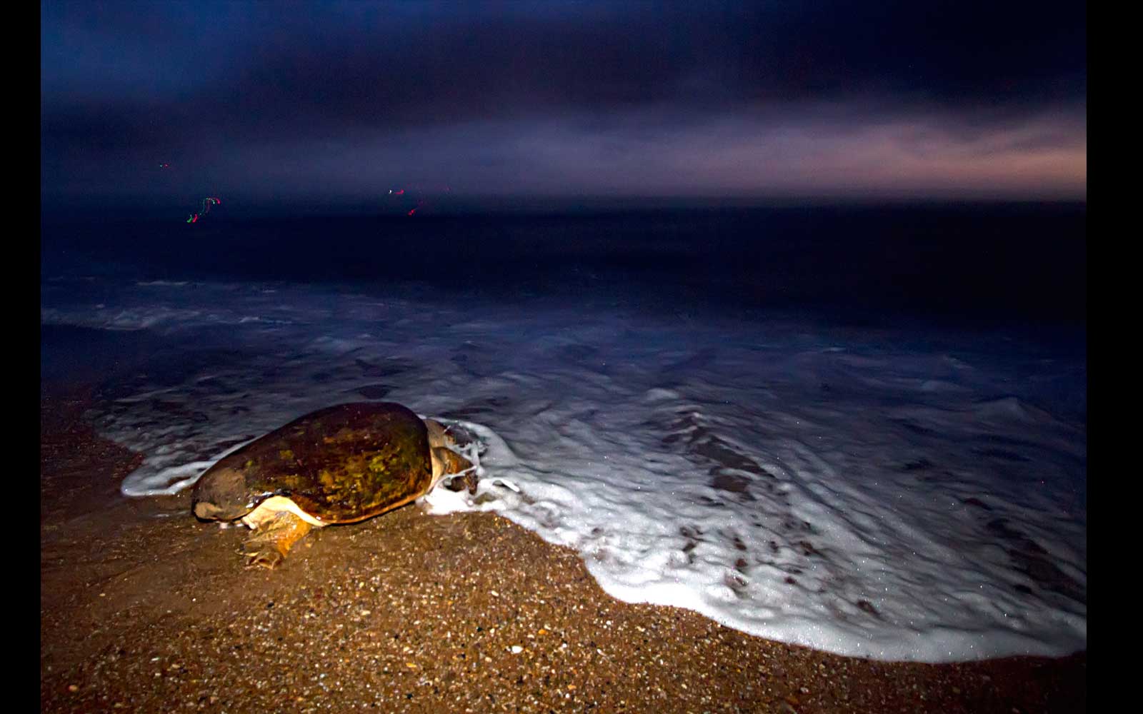 Loggerhead turtle returns to sea after laying eggs, dawn, Mon Repos Beach.